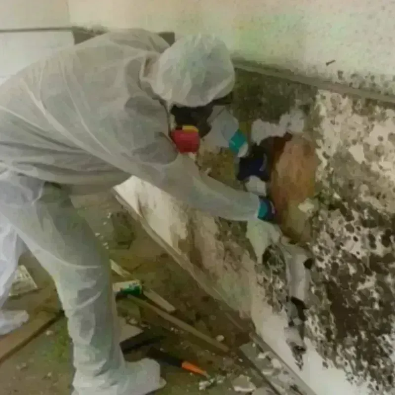 Mold Remediation and Removal in Osprey, FL